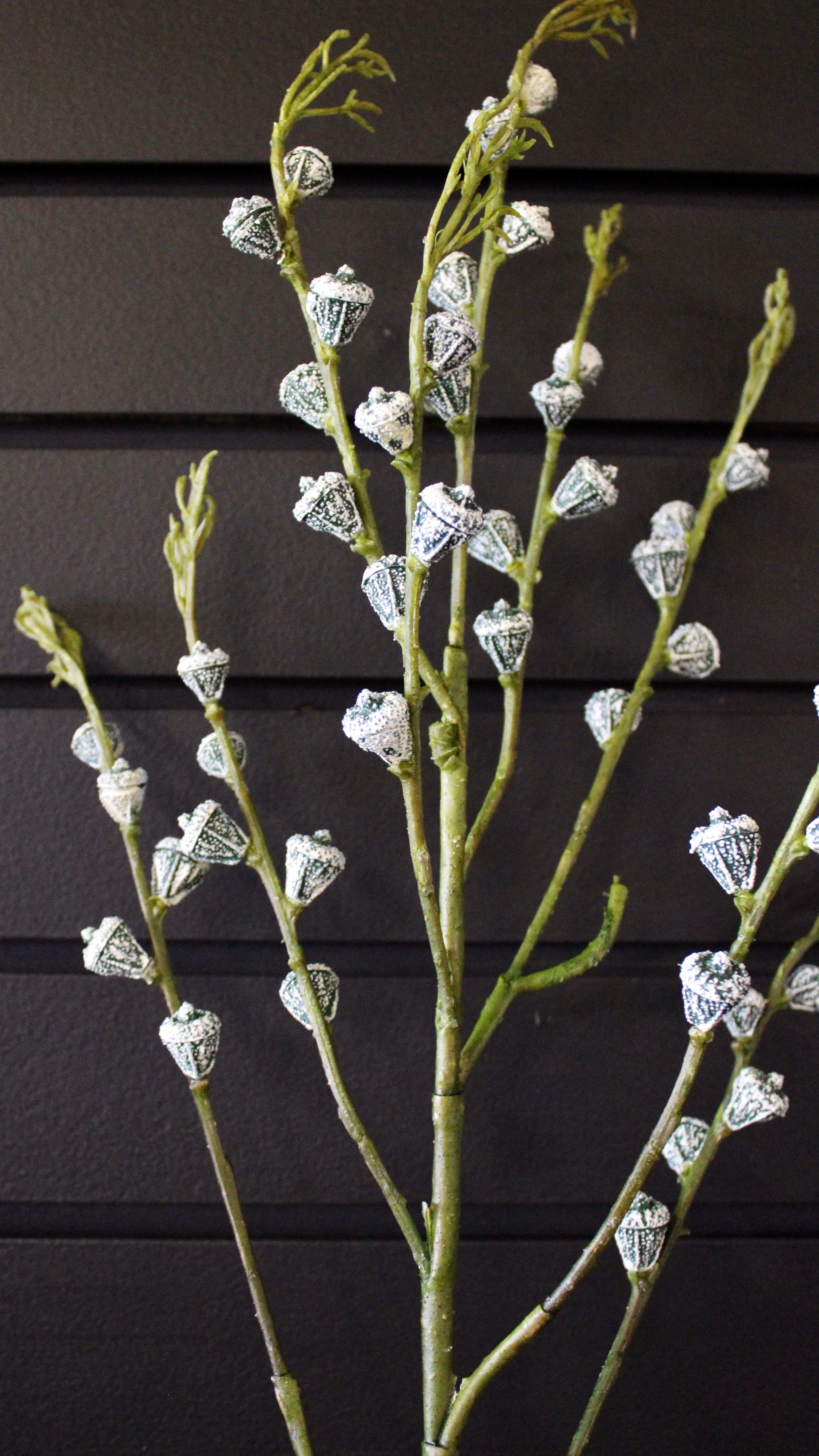 Eucalyptus Seed Spray